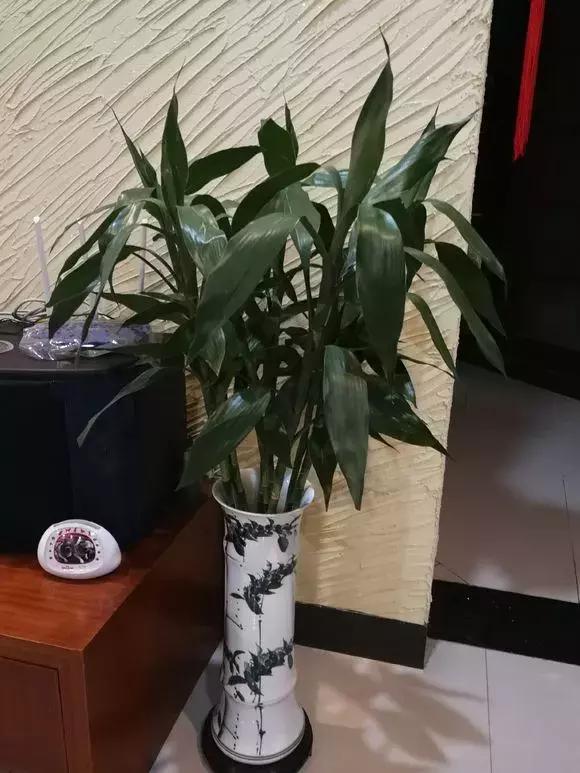 富贵竹黄叶不长根怎么回事,富贵竹黄叶不长根怎么办