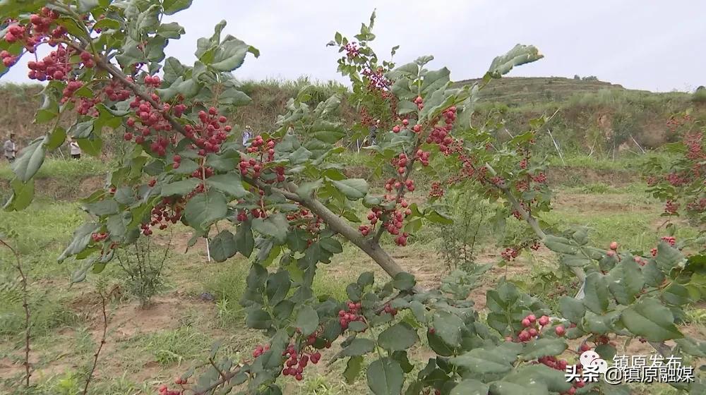 镇原花椒,襄汾花椒映红致富路