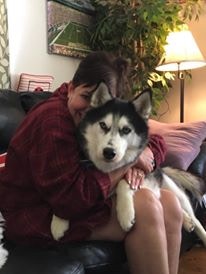 哈士奇雪橇犬故事,哈士奇雪橇犬感人一幕