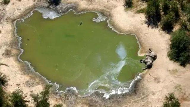 地球氧气之母毒杀非洲数百头大象？非洲大象离奇死亡谜底揭开