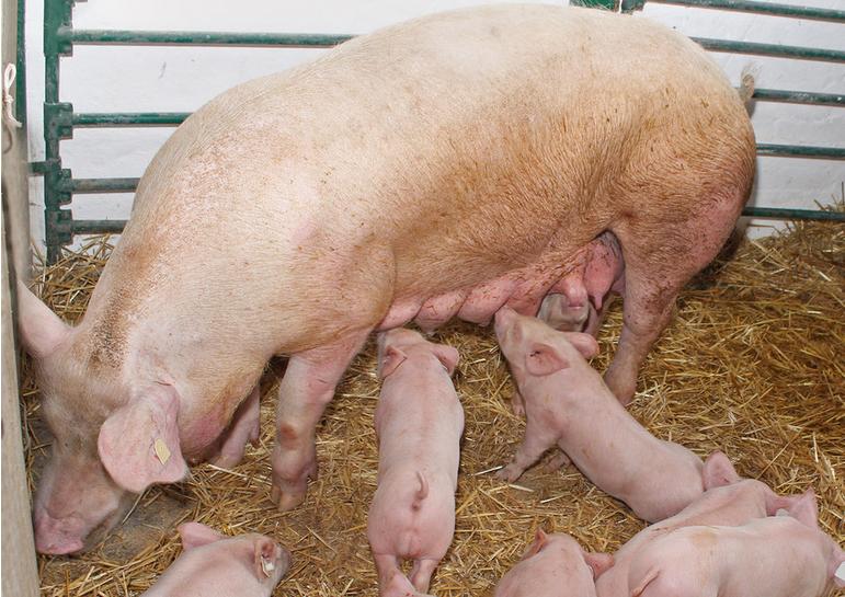 母猪下崽后不吃食是怎么回事？母猪下崽后不吃食怎么办？看看本文