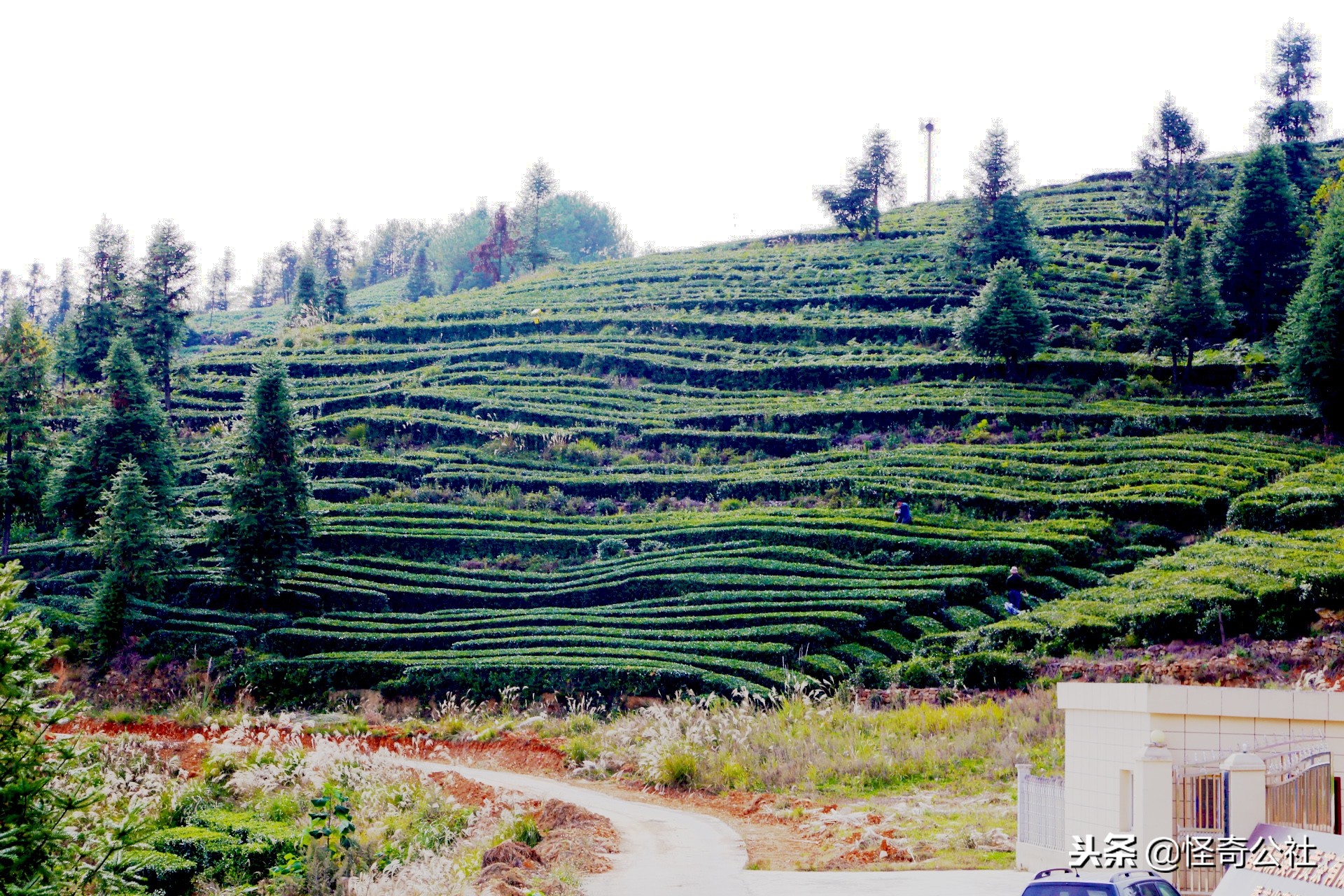 享誉世界的百年品牌——宜昌宜红，“万里茶道”上的新亮点