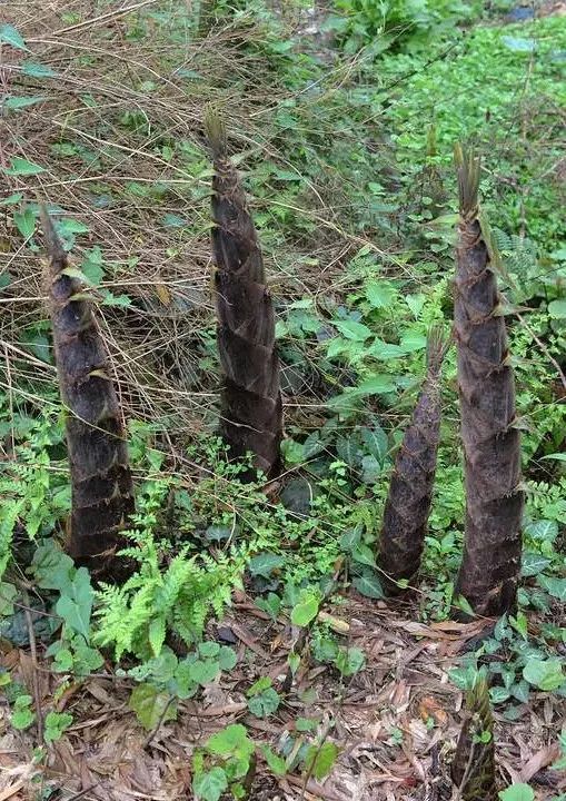 春笋人间四月天,人间四月天吃春笋