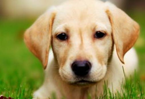 狗软骨病怎么治疗最好,狗得了软骨病有什么症状