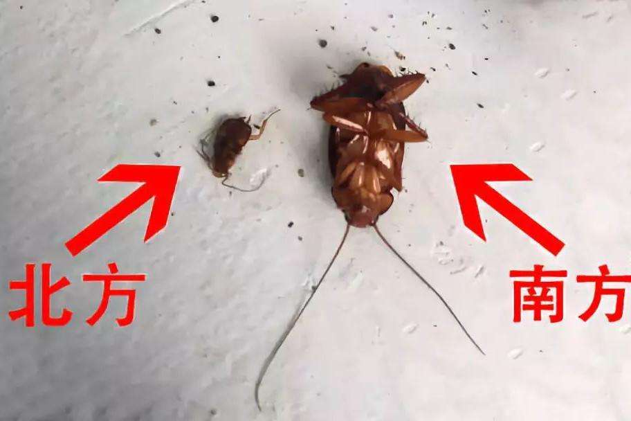 蟑螂最害怕什么生物,蟑螂真的是世界最可怕的生物