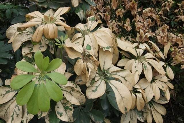 草甘膦残留期及对人体的危害,草甘膦农药危害成分