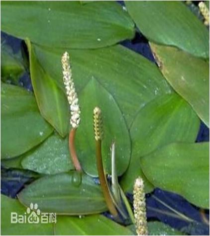 水草常见问题,常见鱼缸水草