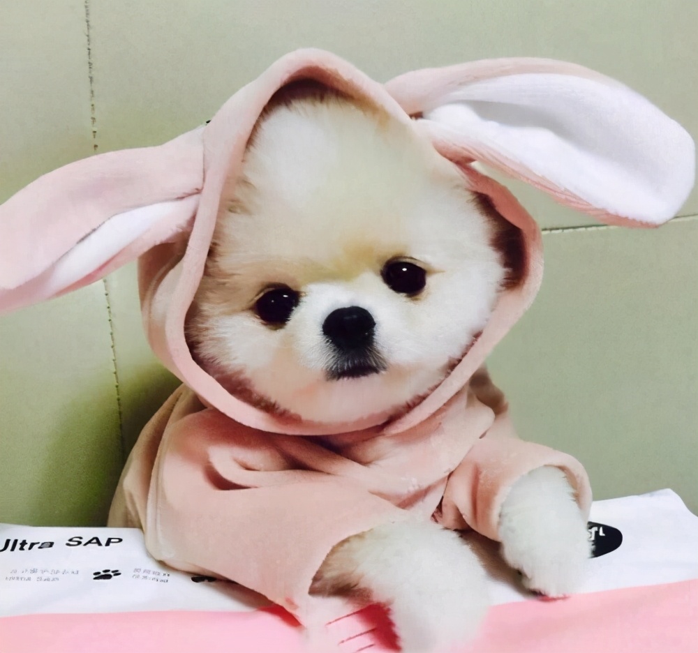 带狗子一起回家路上注意事项,带狗回家注意什么