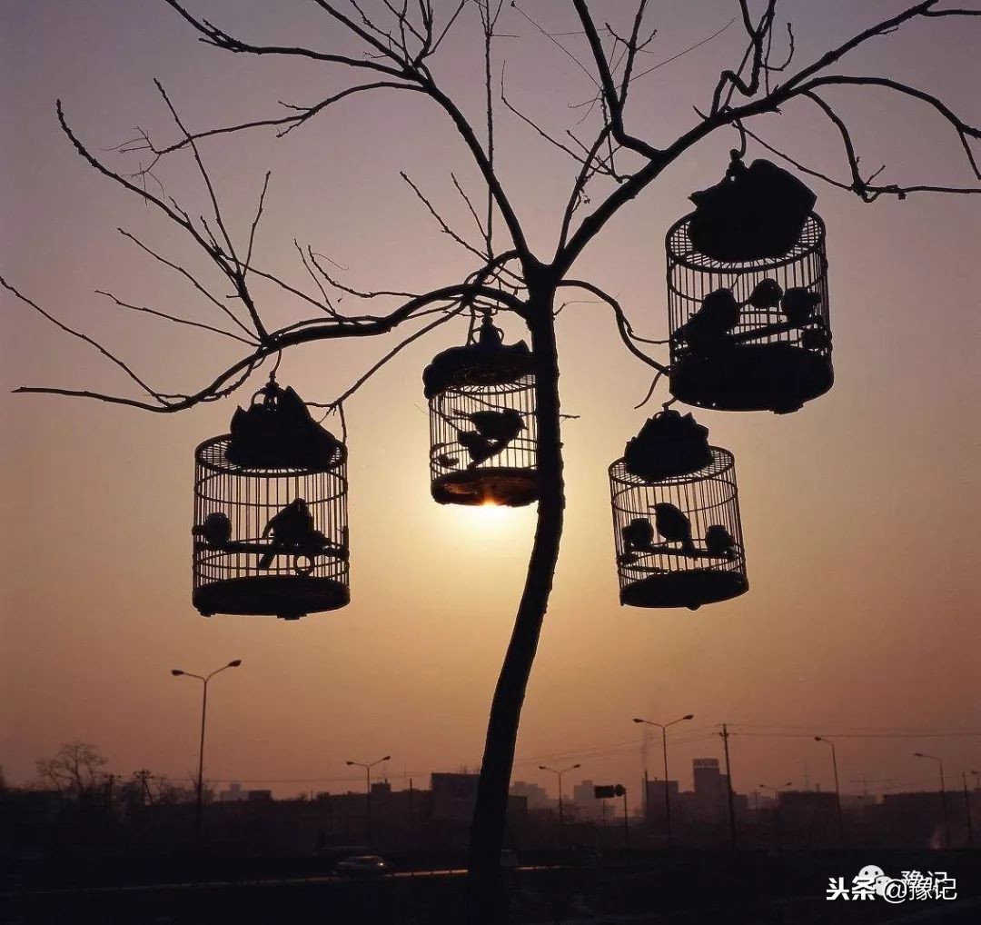 皇城根脚下，那是开封大爷遛鸟的天地