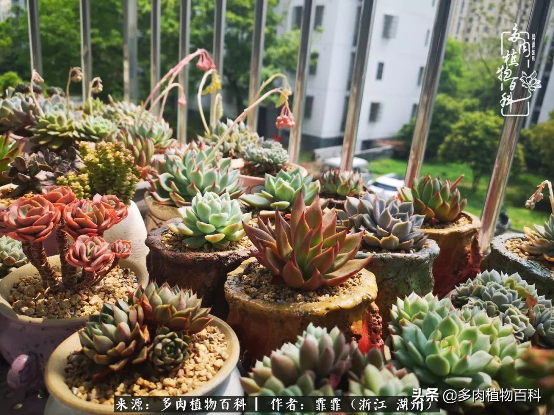 包邮区多肉度夏养护心得,阳台党养多肉怎么度夏