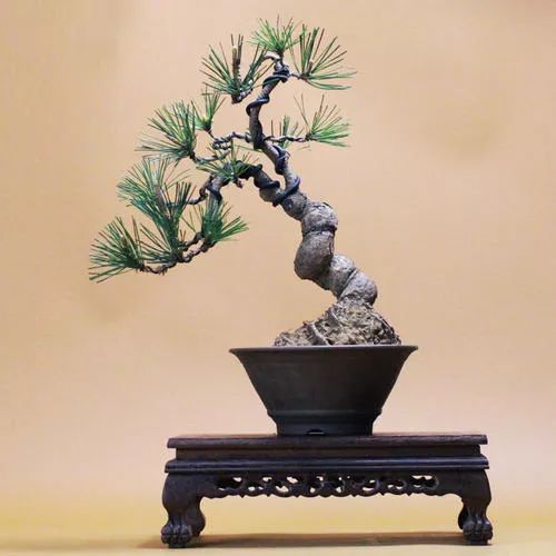 黑松盆景怎么养护和管理 (夏天如何给黑松叶片补水)