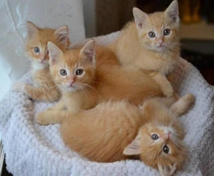 中华田园猫弃养率最高,田园猫被弃养以后会怎么样