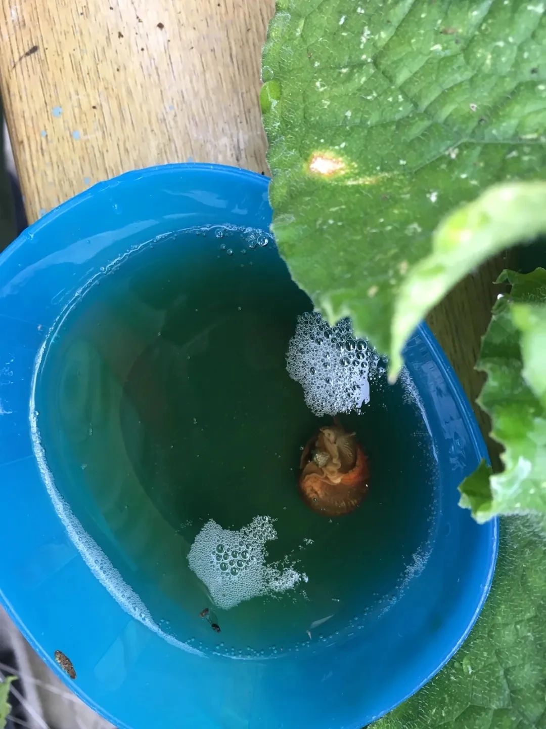 室内植物病虫害的防治方法有哪些,植物防治害虫最好的药