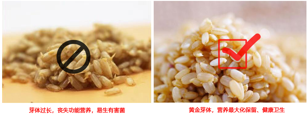 糙米发芽营养跟没发芽一样吗,糙米发芽了还能吃吗