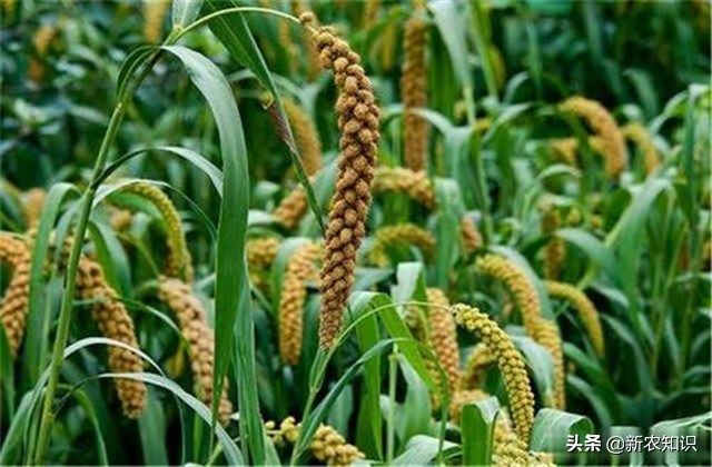 谷子种植技术要点，种植高手告诉你诀窍！建议收藏！