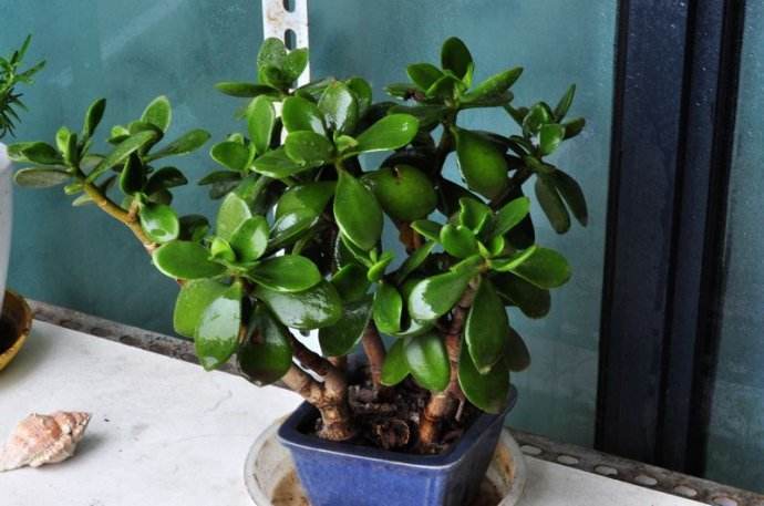 玉树怎么养才能开花多,玉树怎么养才会开花呢