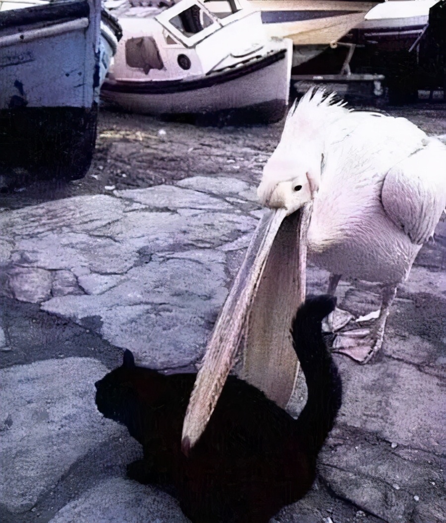 万物皆可吞的鹈鹕,鹈鹕万物皆可吞