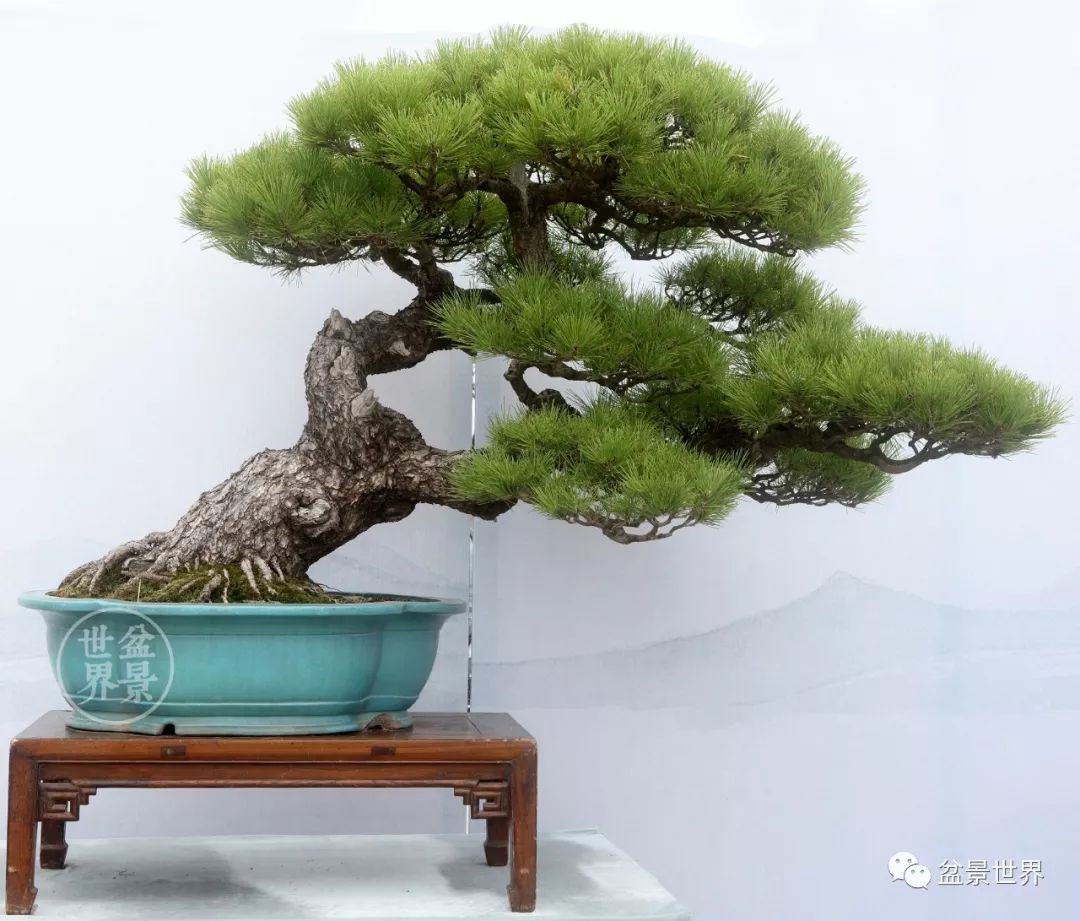 精品黑松盆景欣赏,富贵大气的盆景有哪些