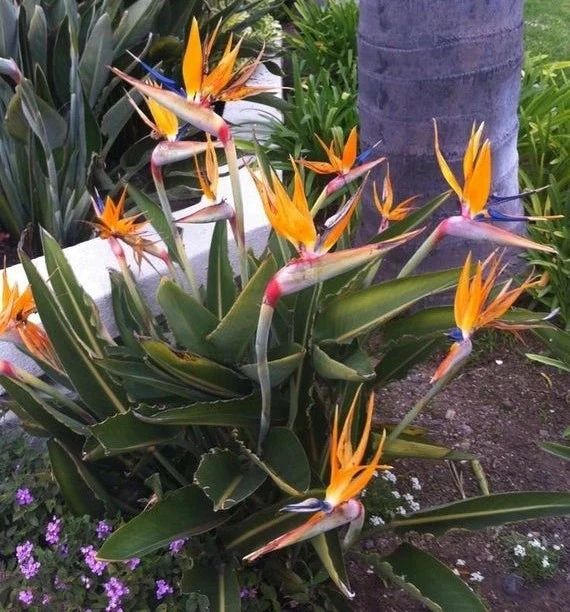 适合室外不怕酷热和寒冷的花卉,适合阴暗潮湿不需要阳光的植物