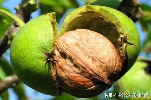 核桃成熟的时候怎样去皮,核桃采收的正确方法