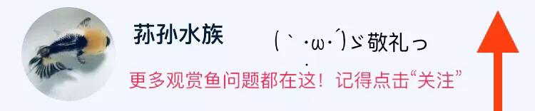 乌龟详细科普,常见乌龟的种类图画