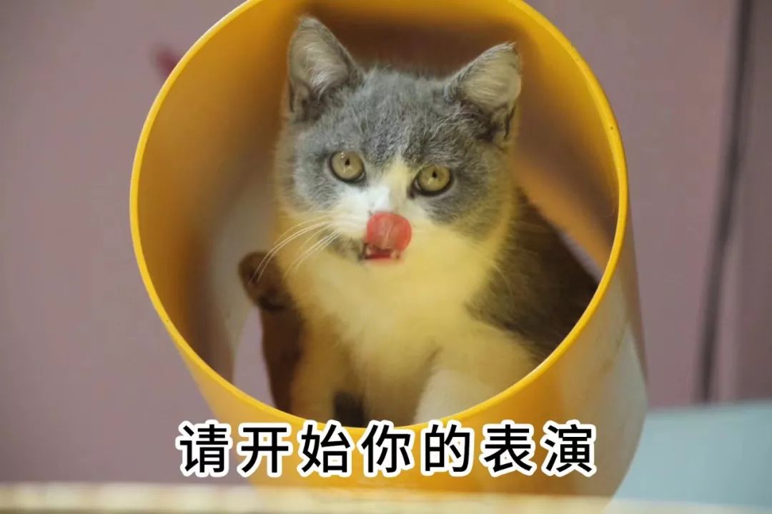 绿城疯了，这次真的疯了