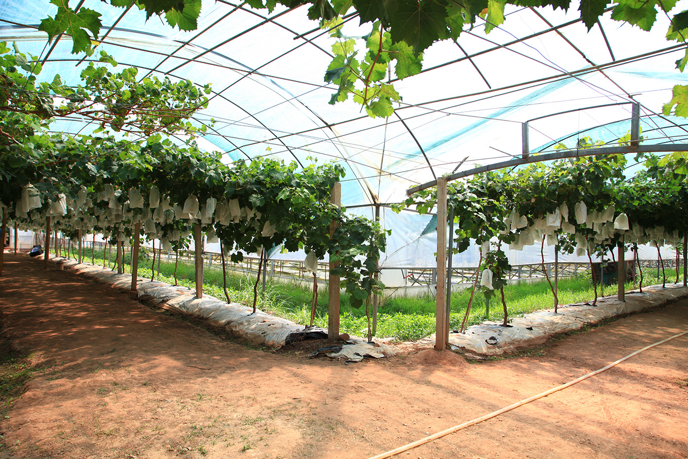 云南禄劝县是特困县吗,云南禄劝县有多少个村