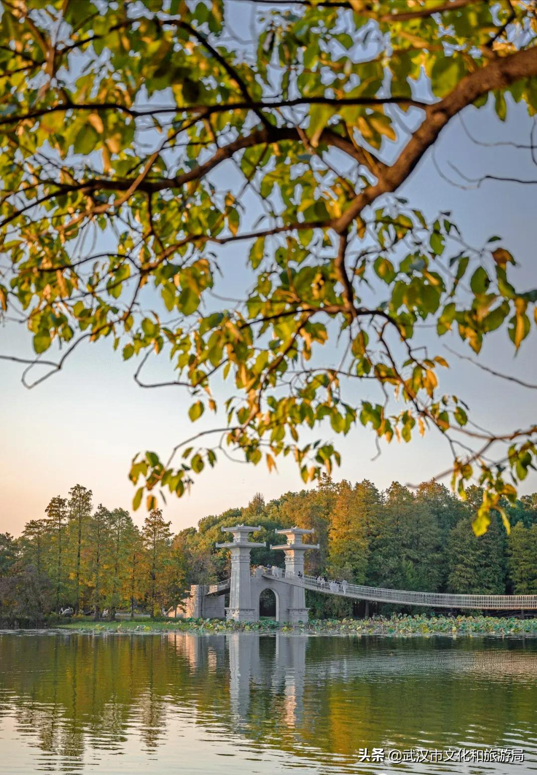 花young官方购票,花young套餐29元103g联通