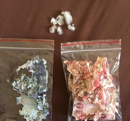 养鹦鹉每天花费时间,养鹦鹉需要花费多少时间陪它