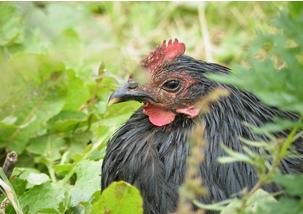 养殖生态鸡致富新路子,散养蛋鸡致富经