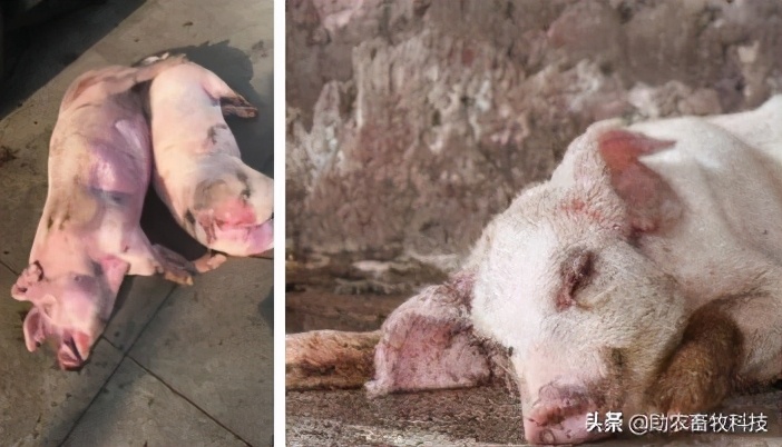 非洲猪瘟的临床症状及快速净化技术