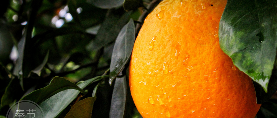 滞销中的麻阳冰糖橙出路在何方,麻阳冰糖橙的优点