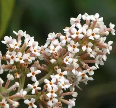 中草药各种花科普,花类的中草药有哪些