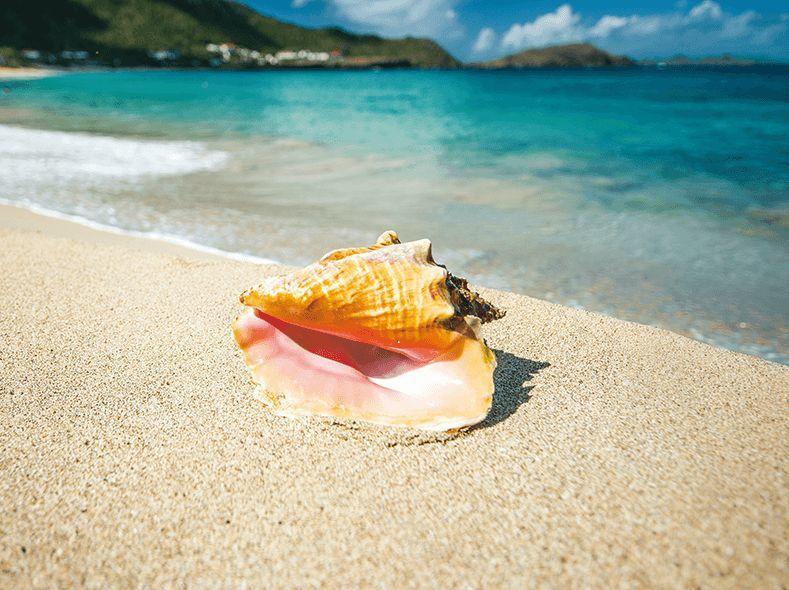 国际全体系课程指南针阅读模块1级主题3《动物的家》1-2课