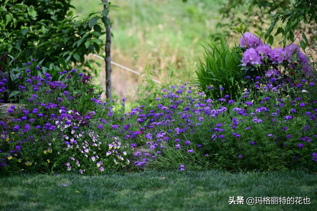 徒长花草怎样处理,徒长的树木怎么处理