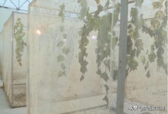 略阳县重点工程,略阳今年重点项目有哪些