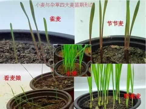 燕麦雀麦和节节麦的区别图谱,火眼金睛快速识别