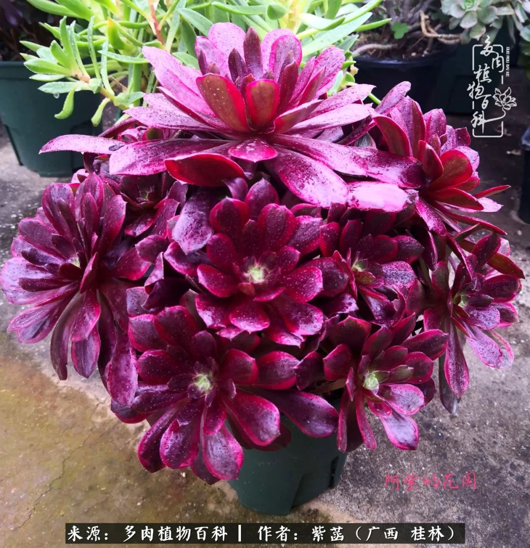 如何在夏天买的多肉度夏,多肉度夏好帮手