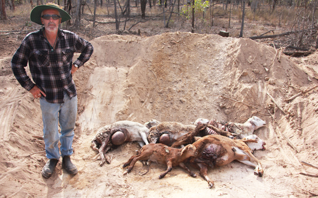 它们是澳洲顶级掠食者，专家建议把它们做成罐头，全部出口到中国