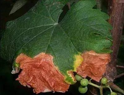 葡萄掉粒子是怎么回事,葡萄穗子掉粒是怎么回事呢