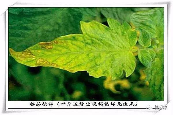 缺硼锌铁钙，这个方法一次补齐了