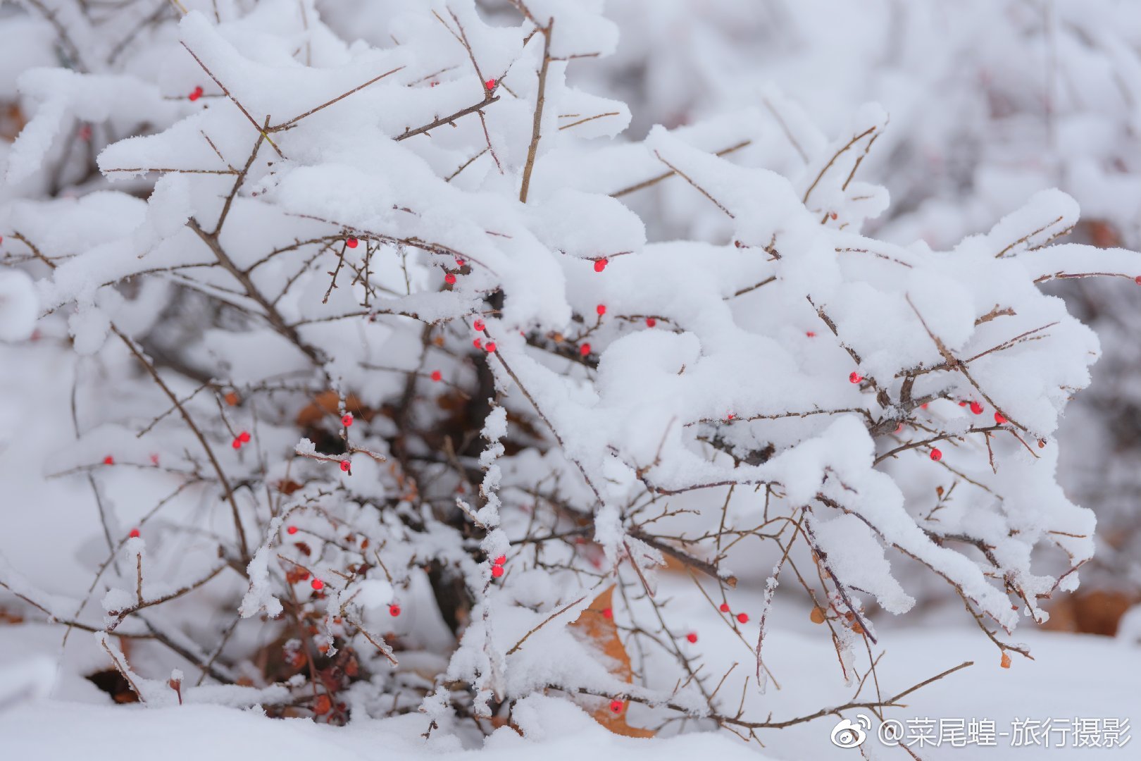 贝尔格莱德旅游免签,东欧冬天旅游攻略