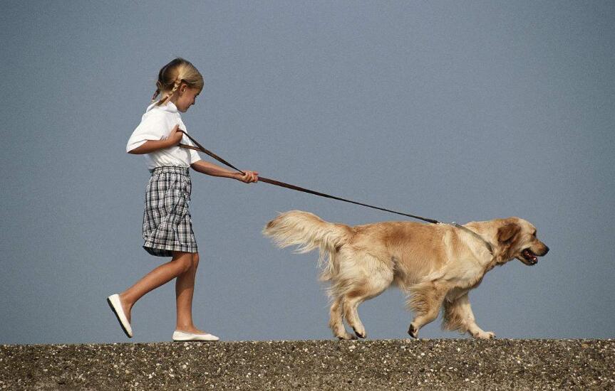 怎么训练狗佩戴狗绳走路,怎么训练狗牵引跟随