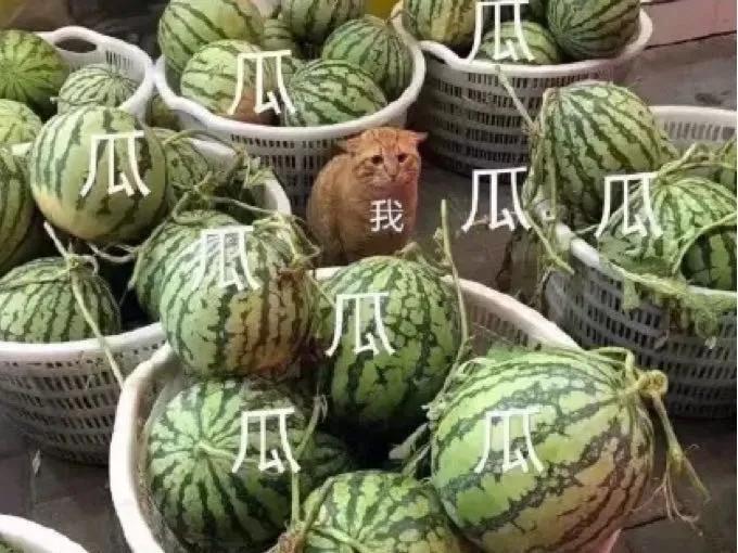 张大奕早期瑞丽照片,张大奕瑞丽