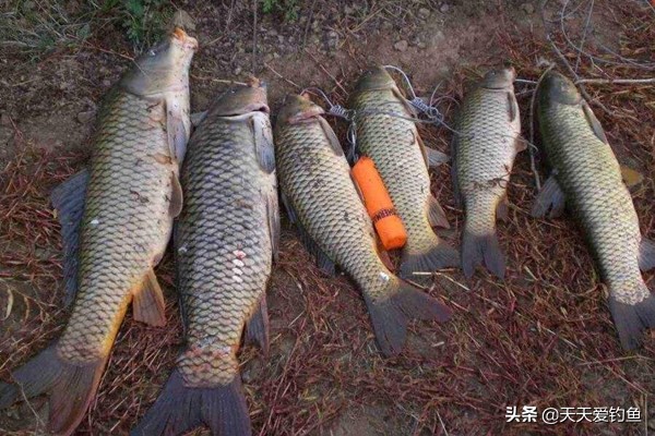 玉米饵料配方野钓制作方法,2022鲫鱼饵料配方野钓