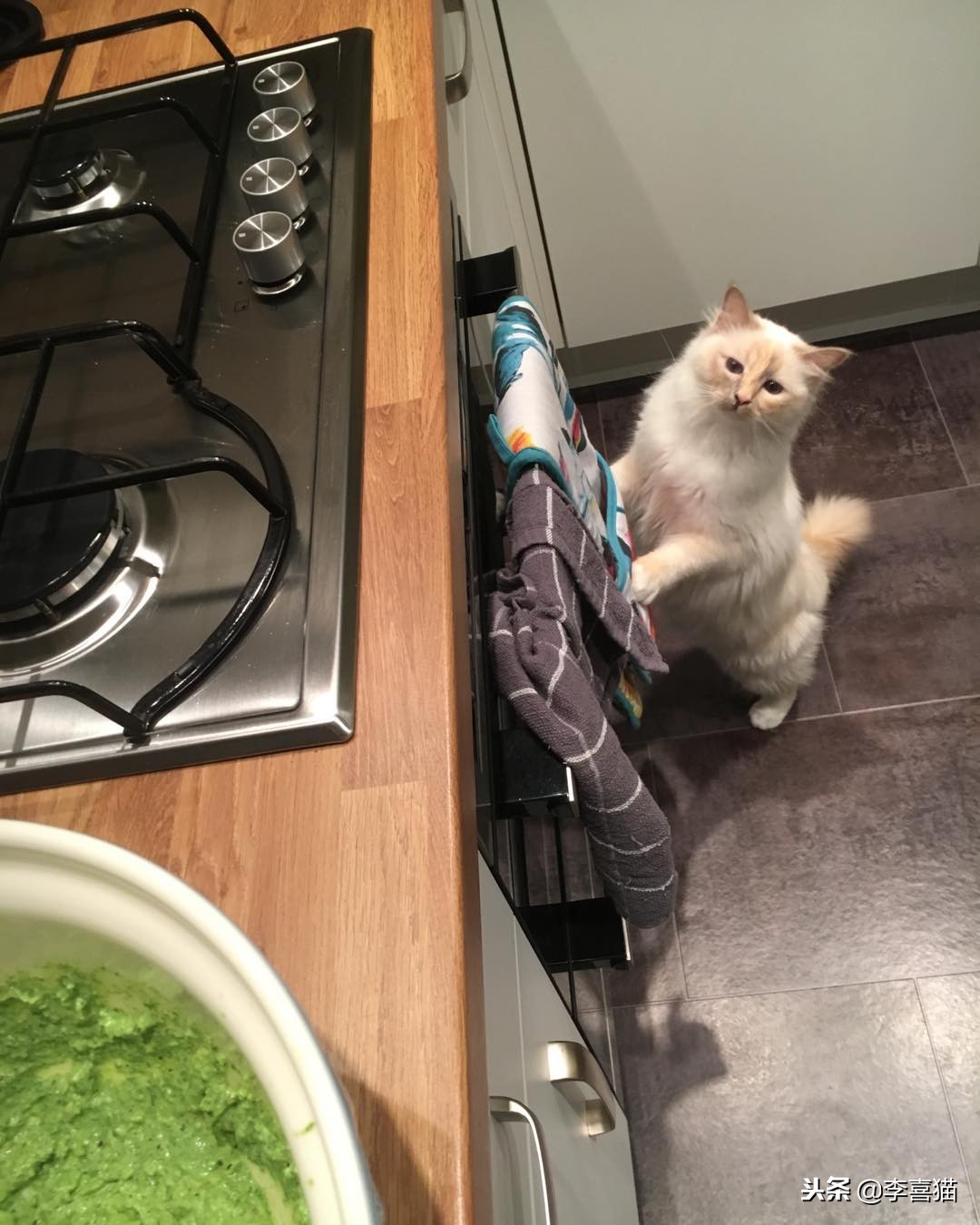 进口猫粮比国产猫粮好吗,进口猫粮和国产猫粮哪个好