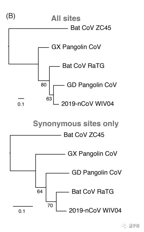 管轶等人最新证据：*私走**的穿山甲携带冠状病毒，与新冠病毒高度相似