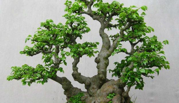 原始森林找赤楠古桩,挖野生赤楠盆景