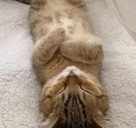 猫咪做梦抽搐,猫咪睡着了抽搐是在做梦吗