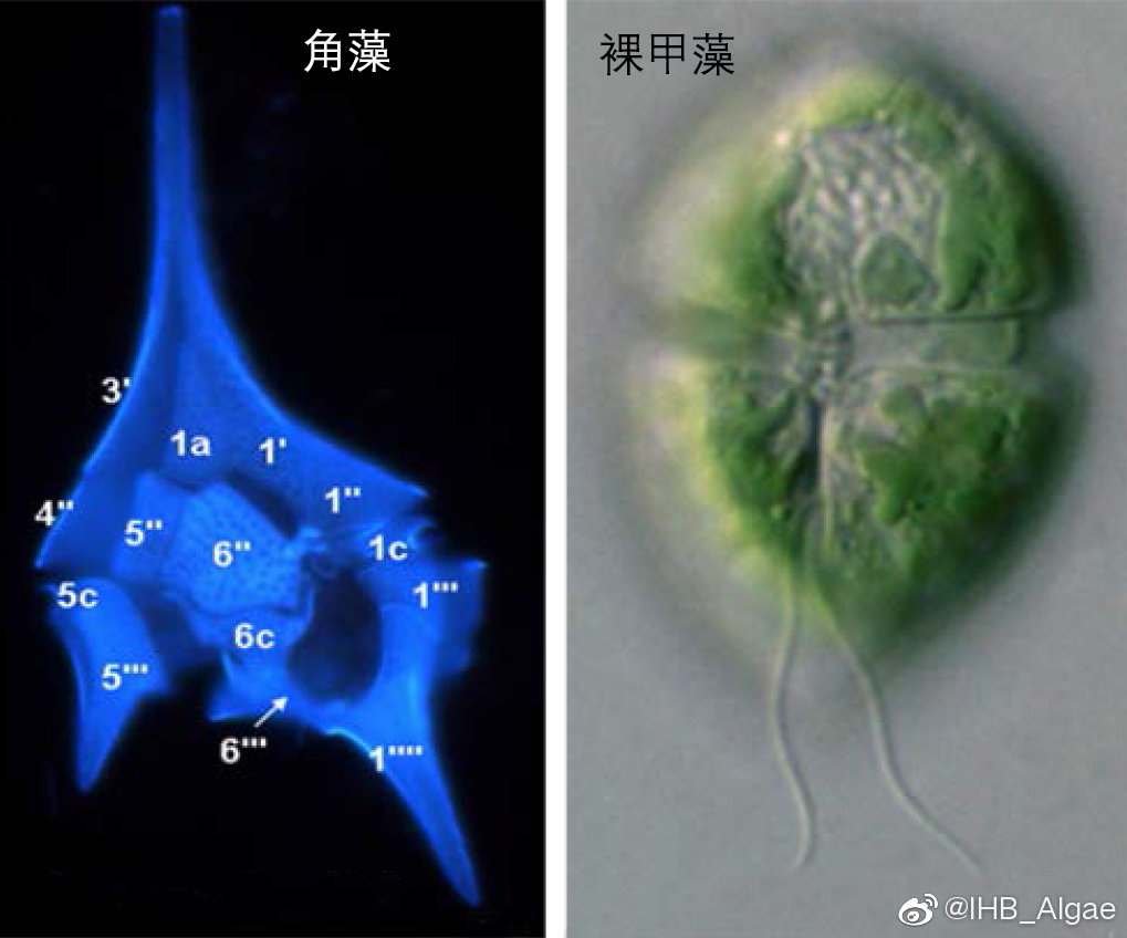 什么是藻类,什么是藻类菜